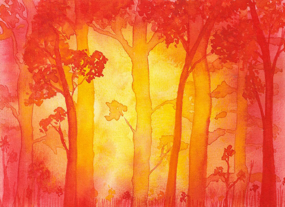 Sunset in the Forest